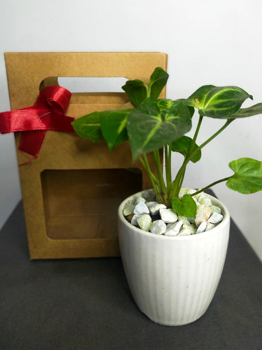 Indoor Plants in 2.5 inch Ceramic Pot - Gift Packed (SET OF 5)
