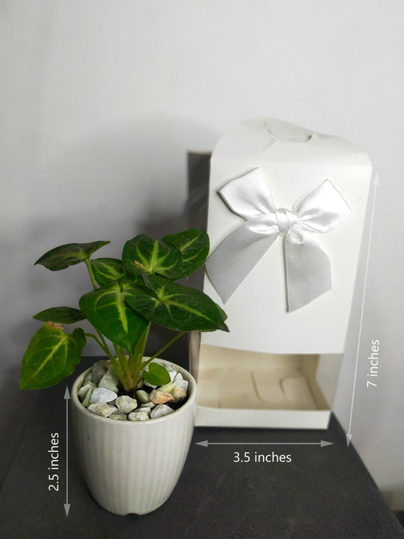 Indoor Plants in 2.5 inch Ceramic Pot - Gift Packed (SET OF 5)