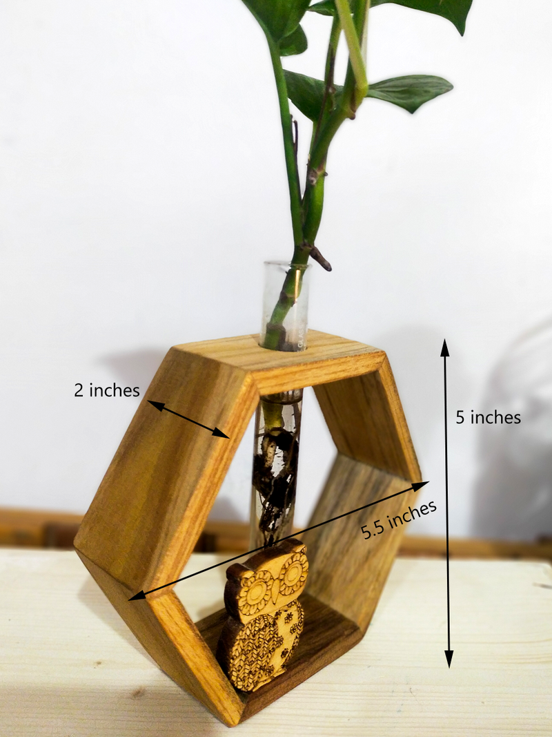 Green Owl Hexa - Money Plant in a Test Tube mounted on a Hexagonal Wooden Frame