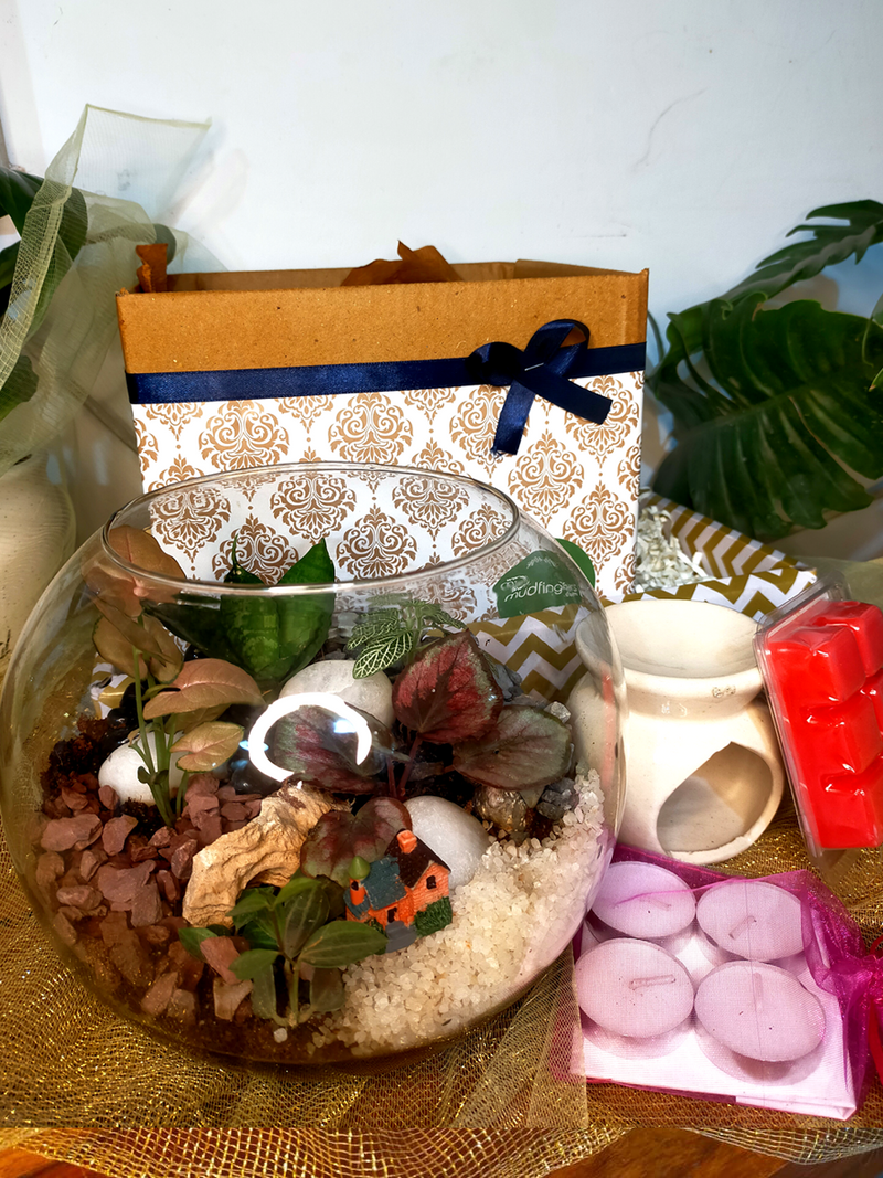 Terrarium Deepawali Hamper