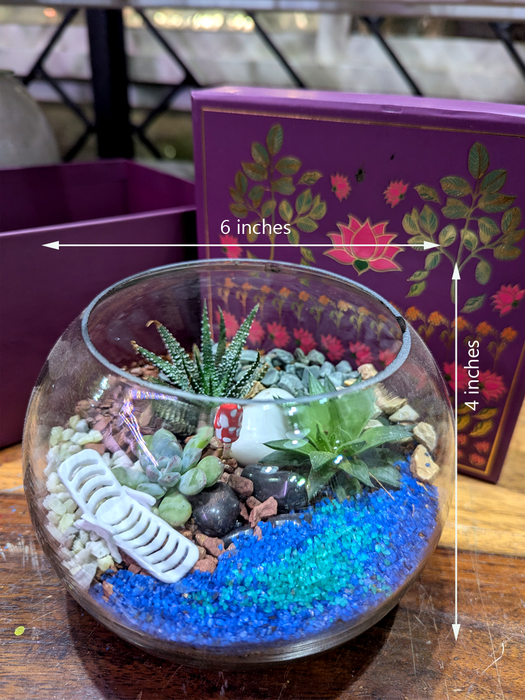 Festive Boxed Succulent Terrarium - 6 inch Sphere