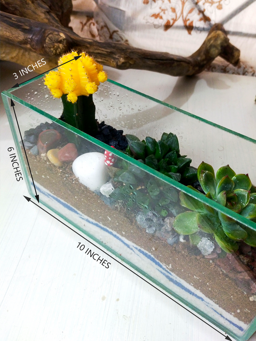 Moon Cactus Open Terrarium