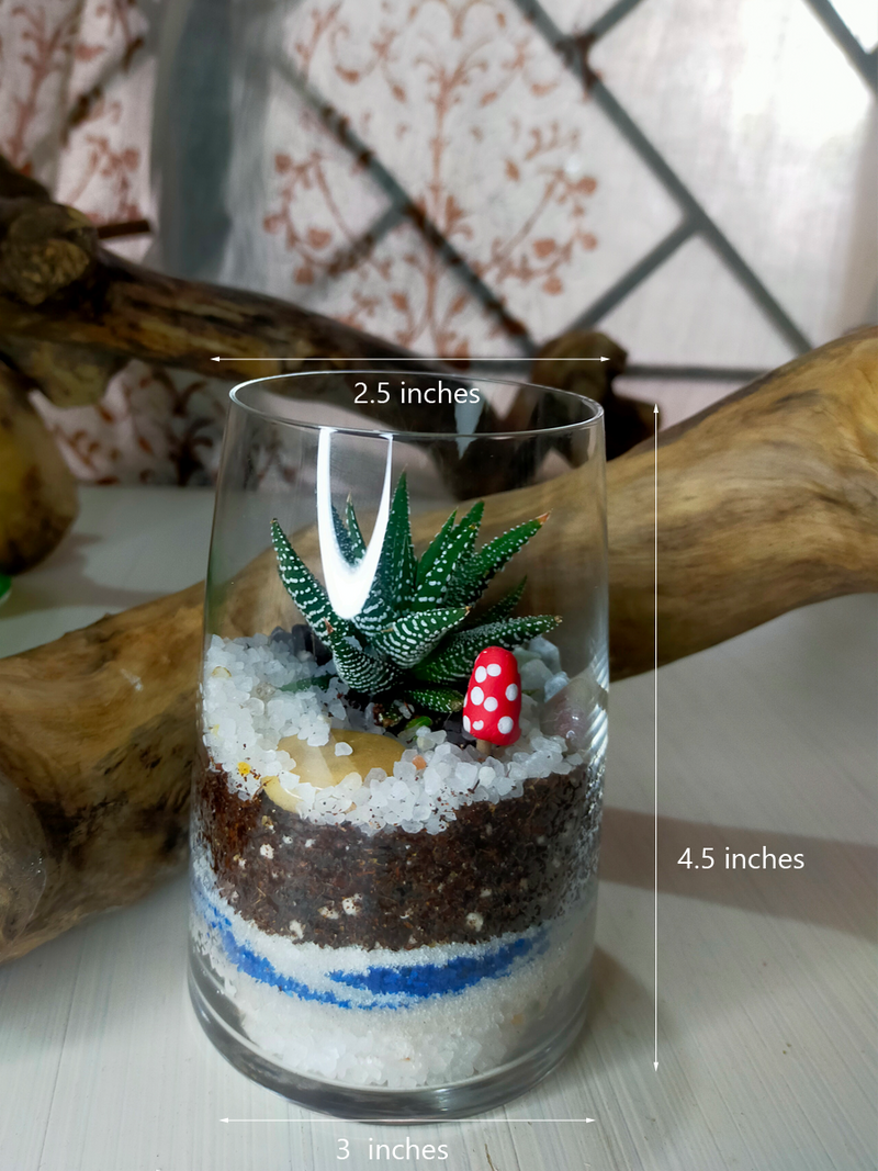 Mini Cup Terrarium - Petite Prince