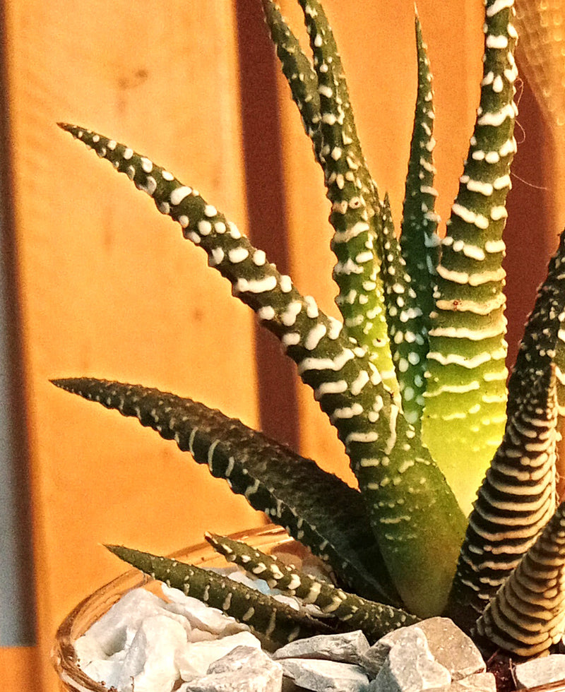 Stripes on Wood - A Zebra Succulent Terrarium on a Rustic Wooden block