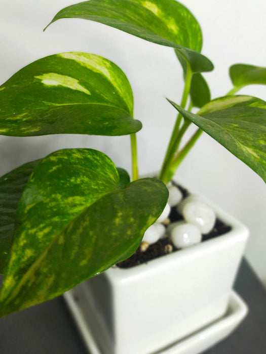 Money Plant in 3.5 inch White Ceramic Pot