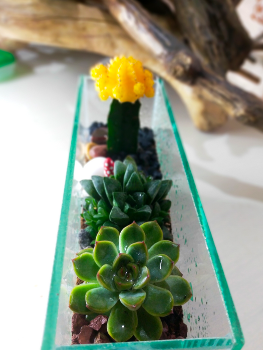 Moon Cactus Open Terrarium