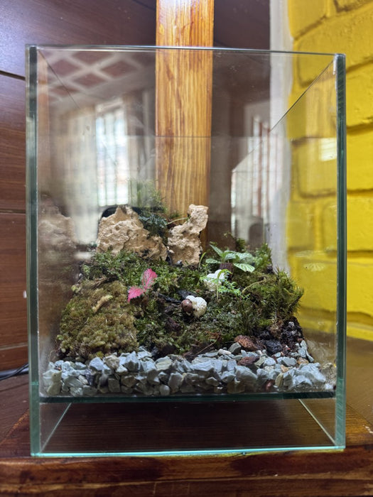 Cube Moss Terrarium (6x6x8 inches)