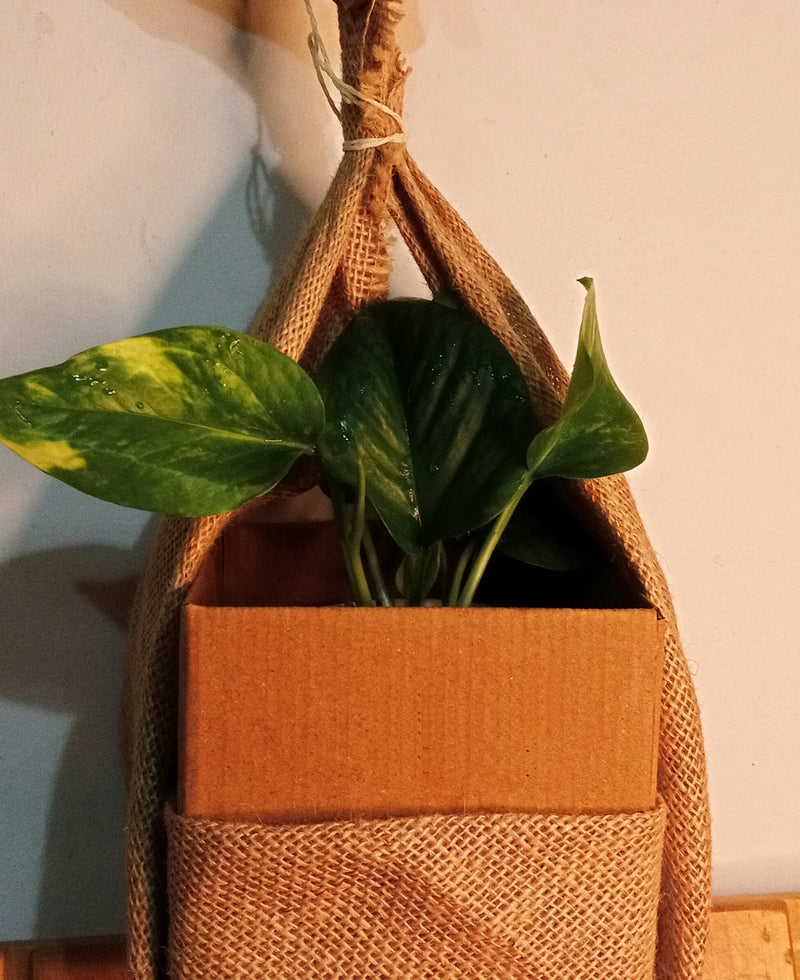 Furoshiki Wrapped Plants