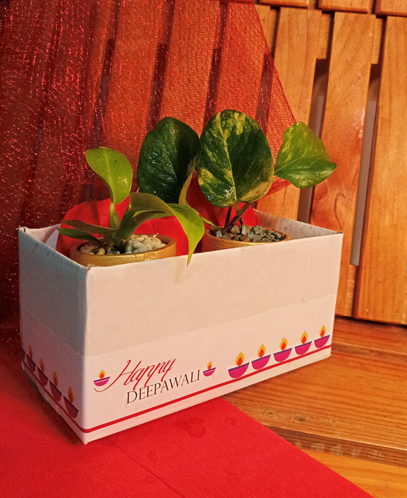 Air Purifier Duo - Indoor plants in 2.5 inch Terracotta Pots