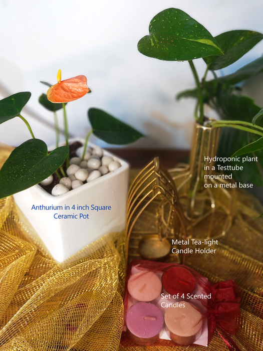 mounted anthurium Anthurium Hamper — Mudfingers