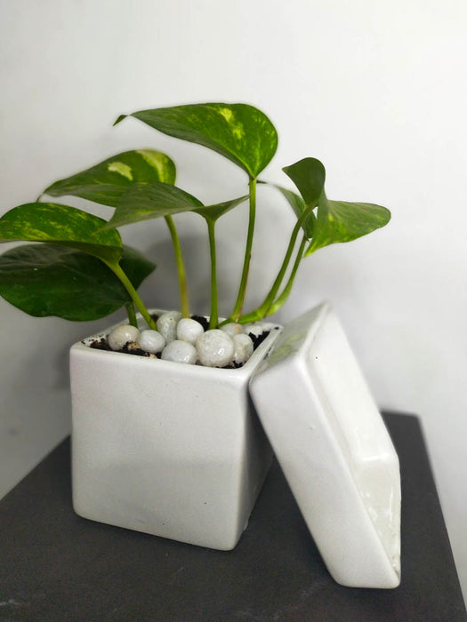 Money Plant in 3.5 inch White Ceramic Pot wrapped in Jute Potlis  (Set of 5 Plants)