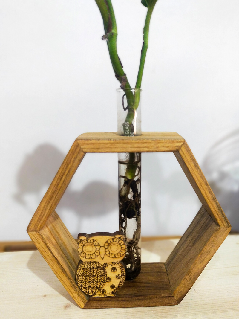 Green Owl Hexa - Money Plant in a Test Tube mounted on a Hexagonal Wooden Frame
