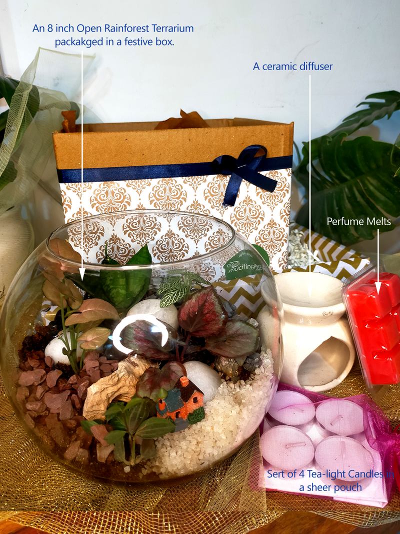 Terrarium Deepawali Hamper