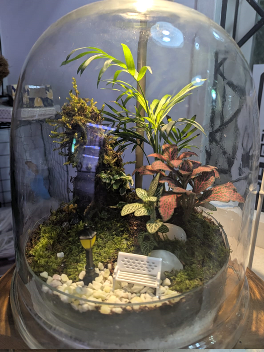 Bell Jar Rainforest Terrarium - 12 inches