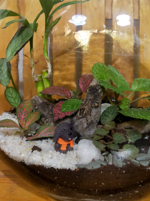 Moon Terrarium