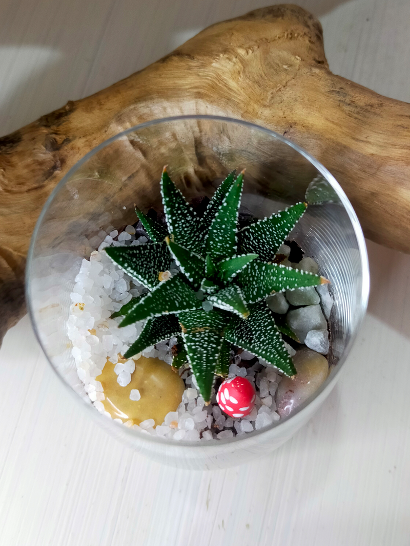 Mini Cup Terrarium - Petite Prince