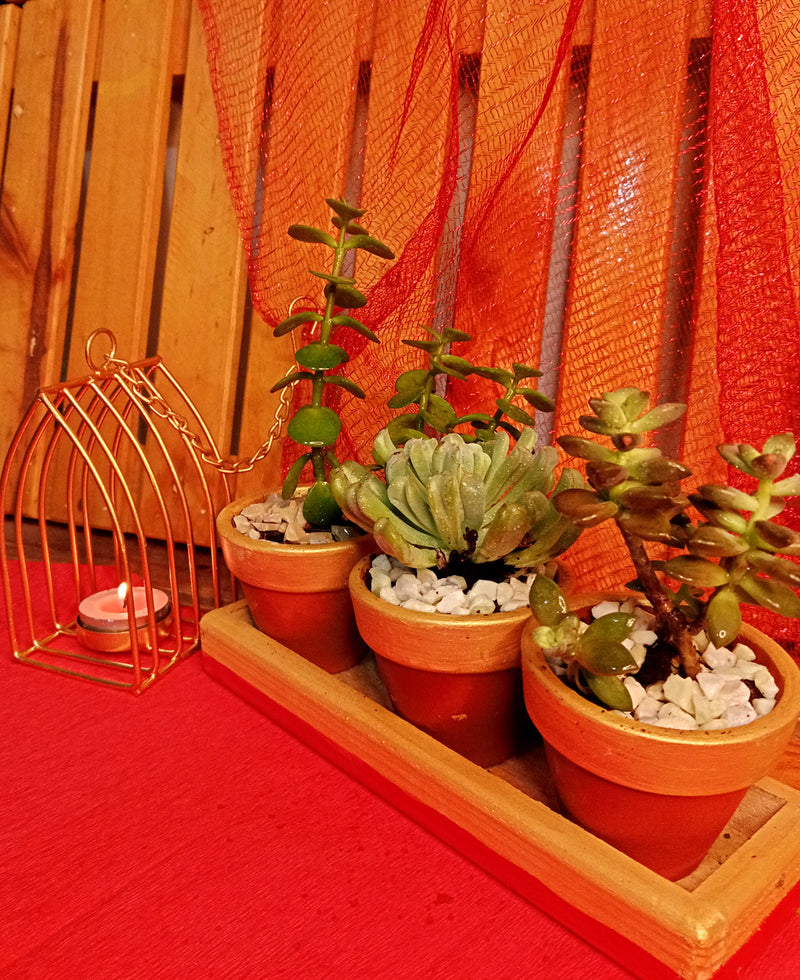 Three in Gold (Succulents combo and a diya holder)