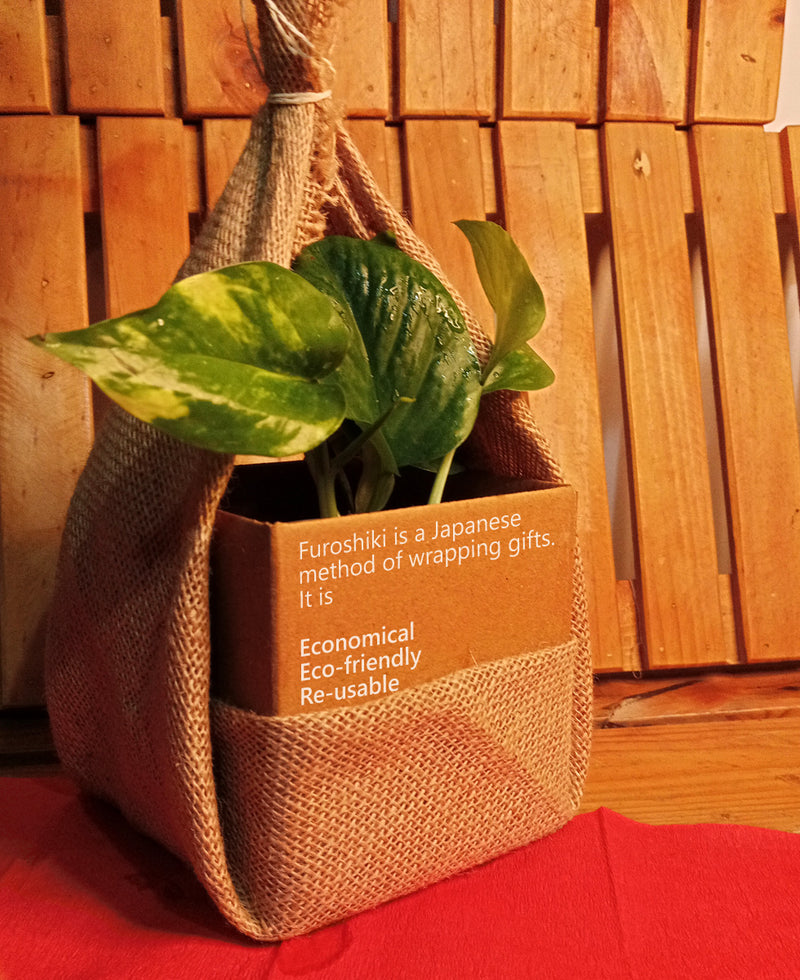 Furoshiki Wrapped Plants