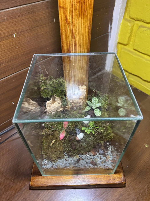 Cube Moss Terrarium (6x6x8 inches)