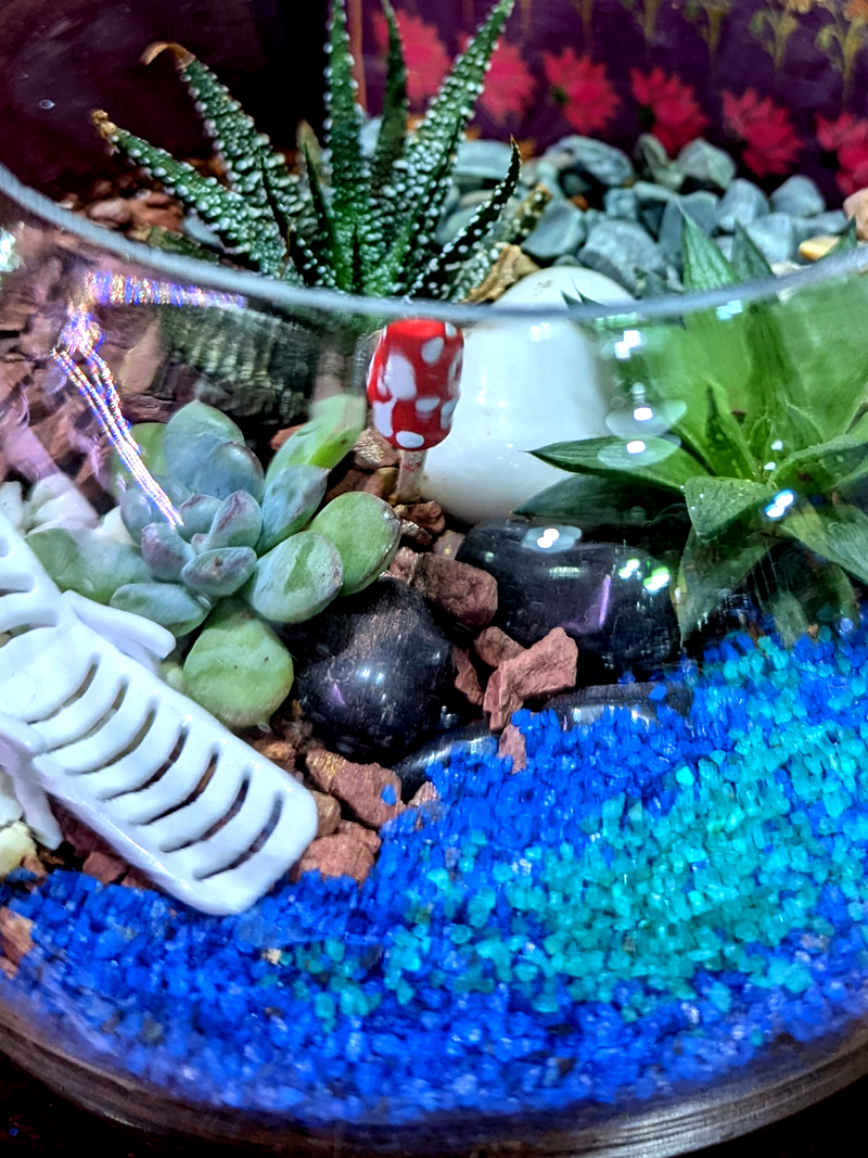 Festive Boxed Succulent Terrarium - 6 inch Sphere