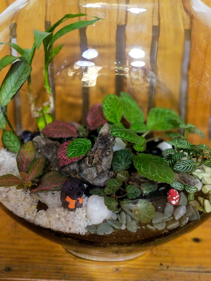 Moon Terrarium