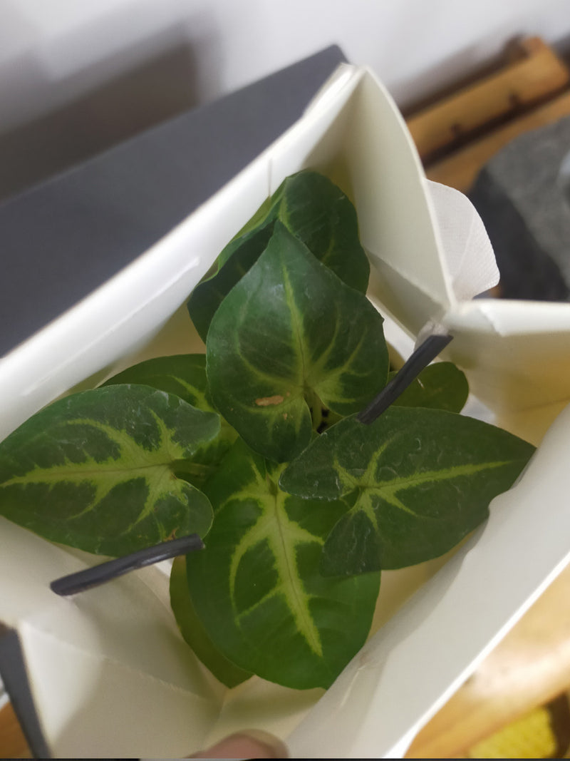 Indoor Plants in 2.5 inch Ceramic Pot - Gift Packed (SET OF 5)