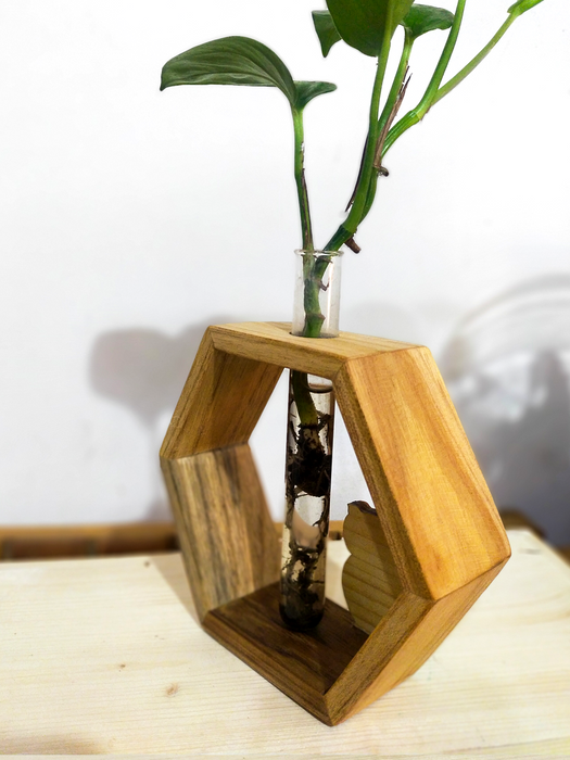 Green Owl Hexa - Money Plant in a Test Tube mounted on a Hexagonal Wooden Frame