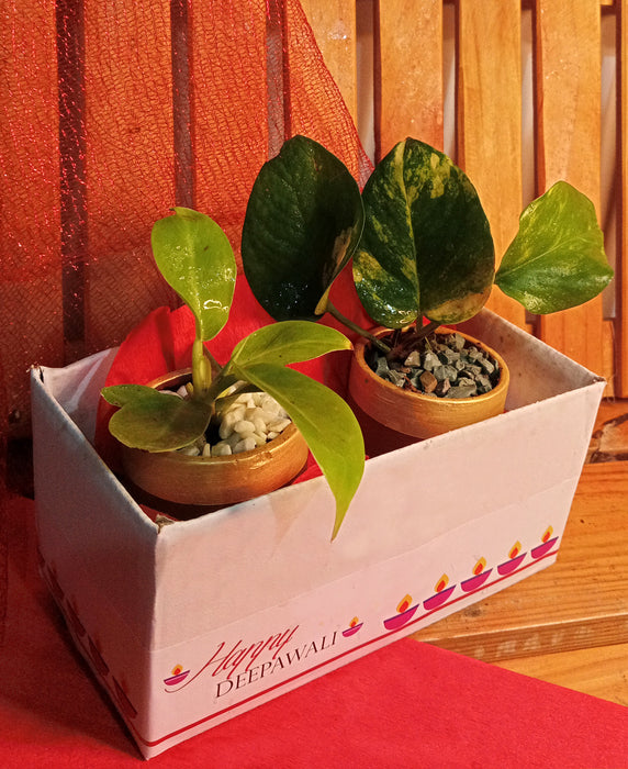 Air Purifier Duo - Indoor plants in 2.5 inch Terracotta Pots