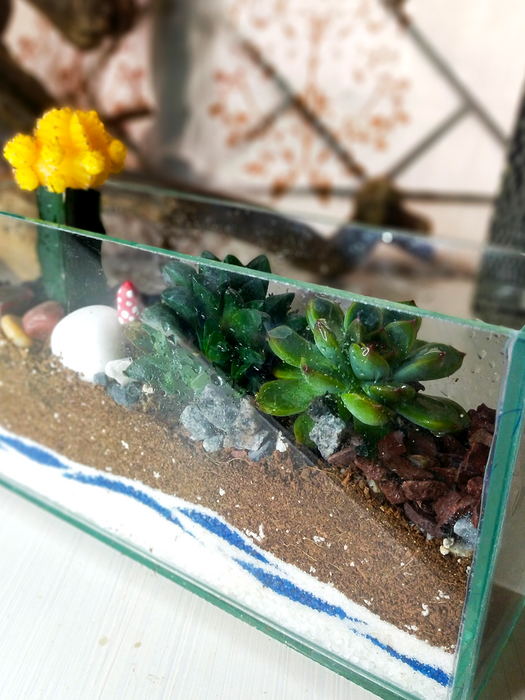 Moon Cactus Open Terrarium