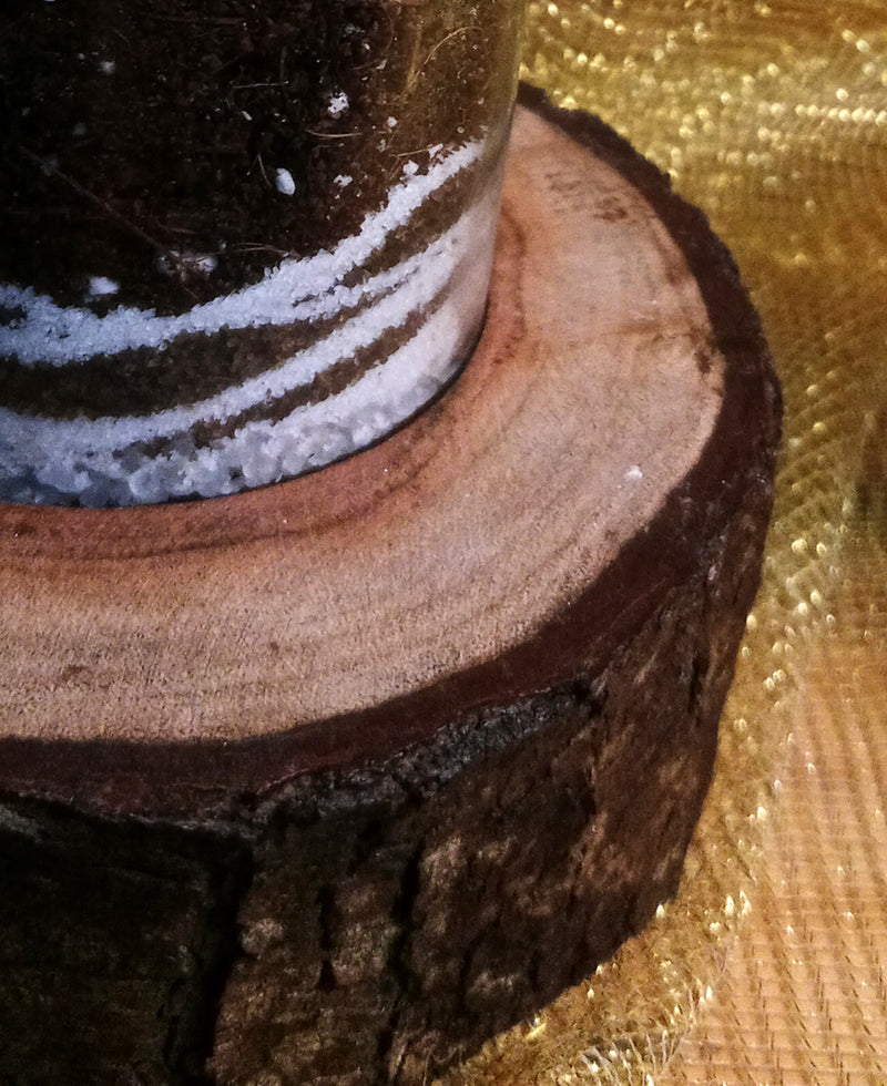Stripes on Wood - A Zebra Succulent Terrarium on a Rustic Wooden block