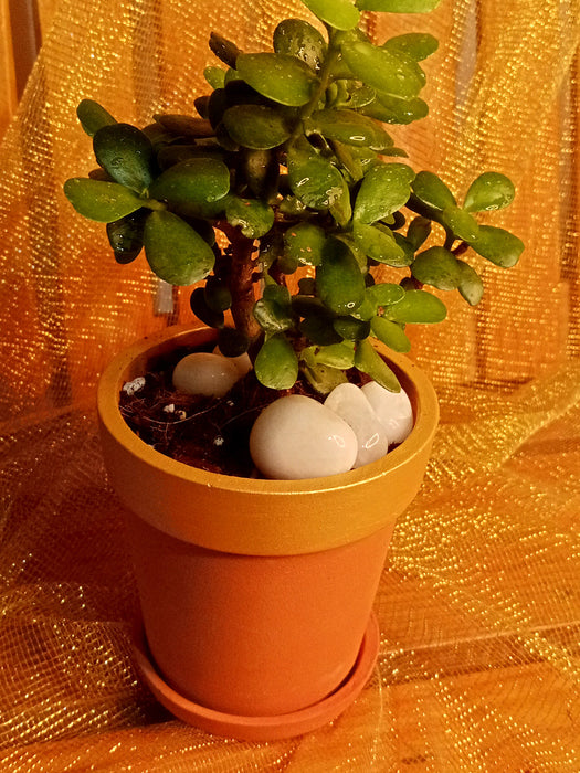 jade plants in terracotta pots Golden Brown Jade (Jade in a 4 inch Gold painted Terracotta Pot) — Mudfingers