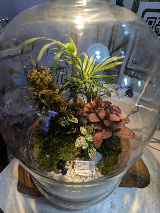 Bell Jar Rainforest Terrarium - 12 inches