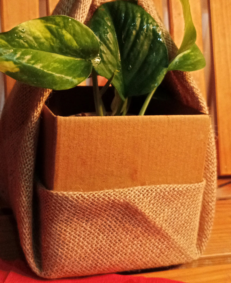 Furoshiki Wrapped Plants