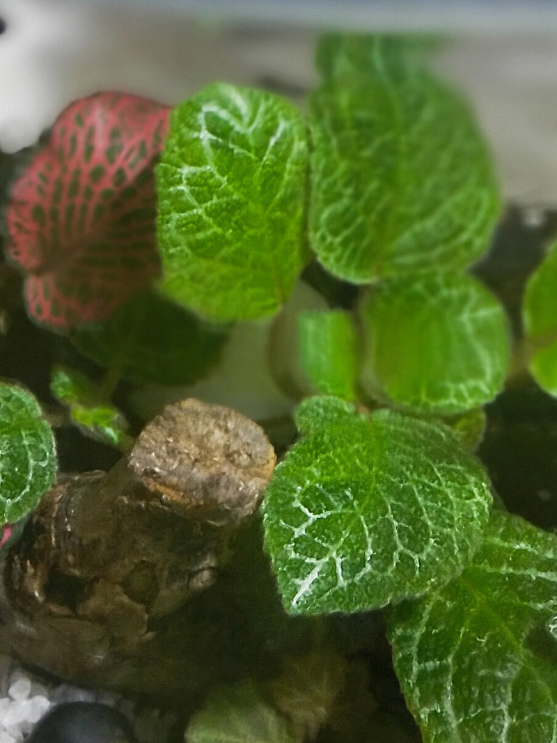 Moon Terrarium