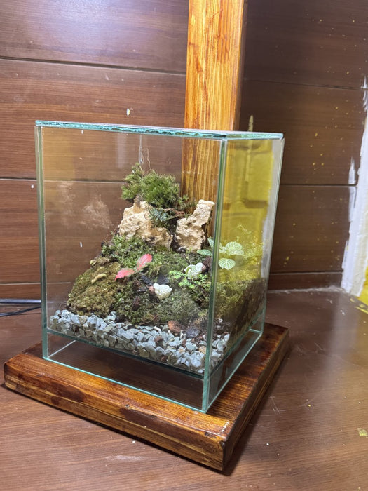 Cube Moss Terrarium (6x6x8 inches)