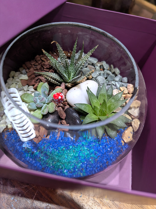 Festive Boxed Succulent Terrarium - 6 inch Sphere