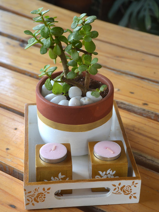 jade plant pot ideas Golden Terracotta Hamper