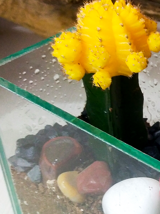 Moon Cactus Open Terrarium