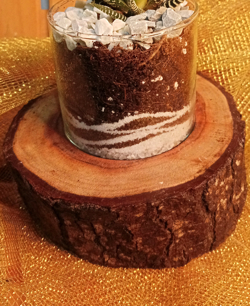 Stripes on Wood - A Zebra Succulent Terrarium on a Rustic Wooden block