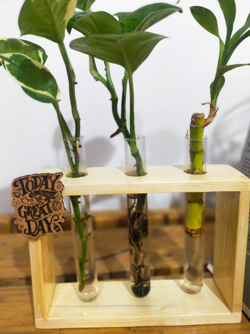 Hydroponic Indoor Plant in Glass - Triple test Tube in  Wooden Frame