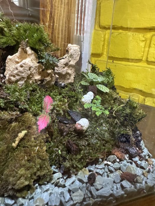 Cube Moss Terrarium (6x6x8 inches)
