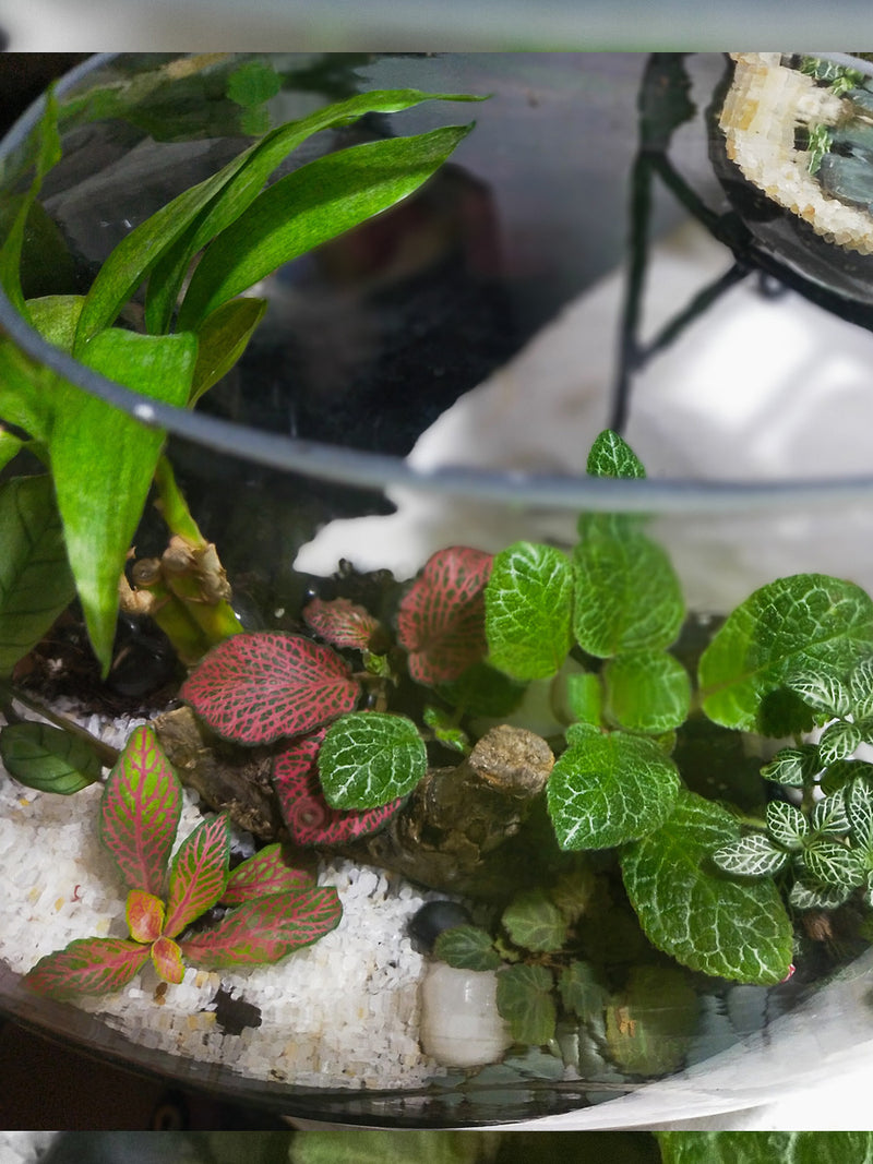 Moon Terrarium