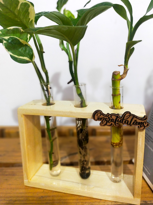 Hydroponic Indoor Plant in Glass - Triple test Tube in  Wooden Frame