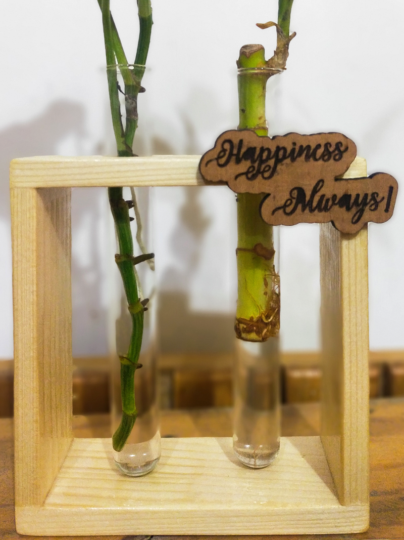 Hydroponic Indoor Plant in Glass - Double test Tube in  Wooden Frame