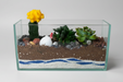 10x5x3 inch Rectangular Open Cactus Terrarium with a moon cactus