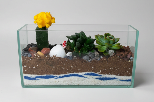 10x5x3 inch Rectangular Open Cactus Terrarium with a moon cactus