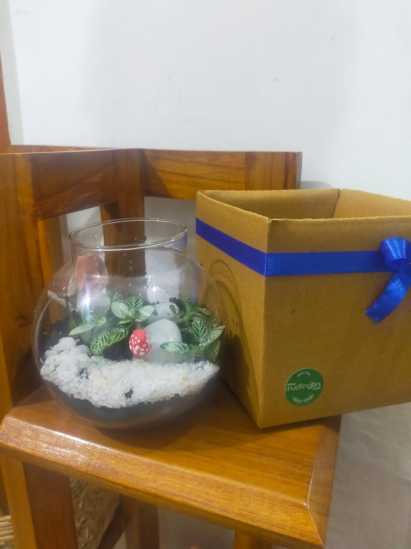 Round Colored Terrarium