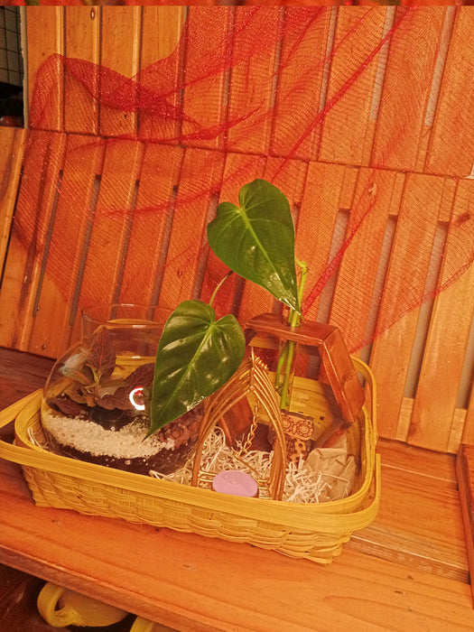 hydroponic plant baskets Basket of Elegance