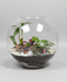 A moon-shaped glass terrarium with a lush collection of rainforest plants inside, placed on a wooden surface with indirect sunlight.