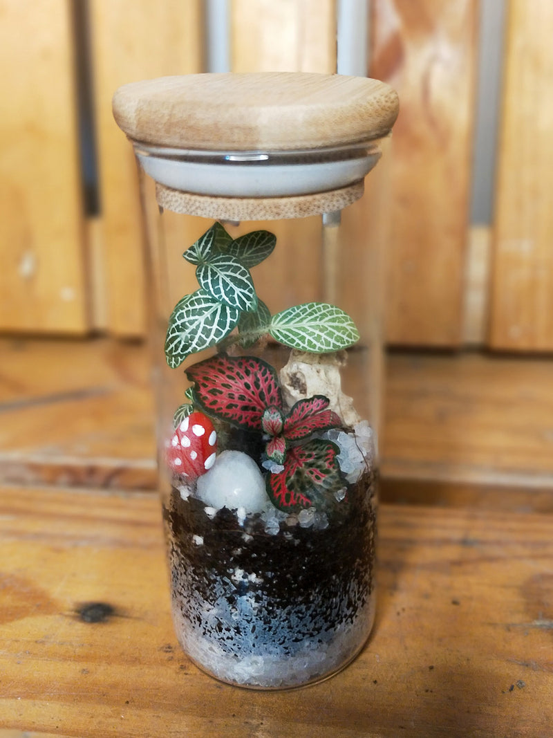 Mini Spice Jar Rainforest Terrarium